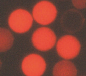 Fluoro-Max 羧基聚苯乙烯微球 銪染料 時間分辨
